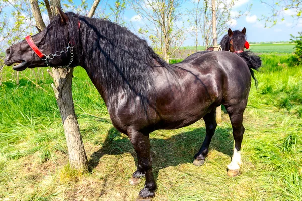 Kleurrijke Volbloed Paard Gebonden Aan Een Boom Met Teugels Harnas — Stockfoto