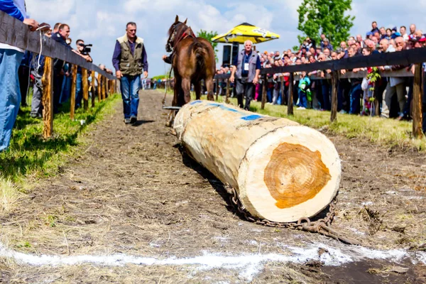 Chestereg Voivodina Serbia Abril 2017 Caballo Tiro Está Compitiendo Tirar — Foto de Stock