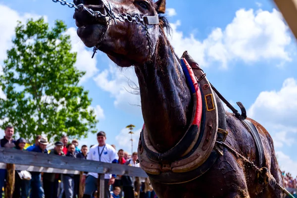 Chestereg Vojvodina Serbia April 2017 Draft Bloodstock Horse Competing Pulling — Stock Photo, Image