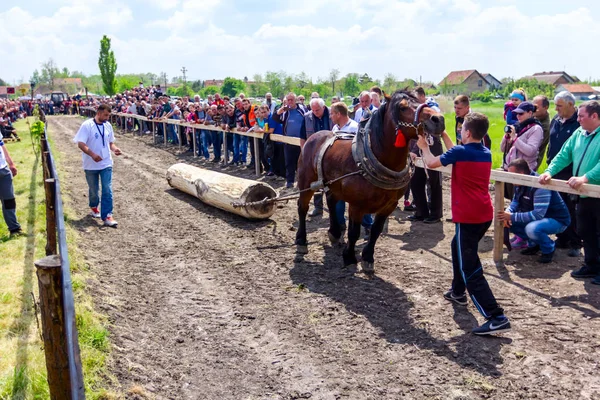 Chestereg Vojvodina Serbia April 2017 Draft Bloodstock Horse Competing Pulling — Stock Photo, Image