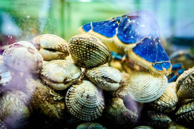 Arkasına yerleştirilen akvaryum üzerinde kazık canlı istiridye, tank da satış için geleneksel deniz ürünleri restoranı canlı egzotik ve pahalı kerevit kuyruğunun üzerinden görüntülemek.