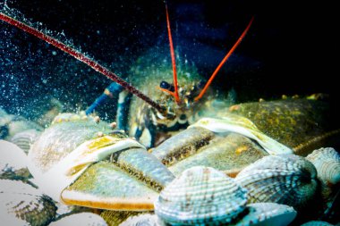 Canlı egzotik ve pahalı kerevit. Pençeleri bağlı istiridye yığını üzerinde. Akvaryumda, geleneksel deniz ürünleri restoranında satılık..
