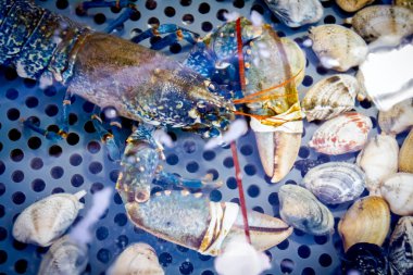 Canlı egzotik ve pahalı pençeli kerevitler akvaryumda, geleneksel deniz ürünleri restoranında satılıyorlar..