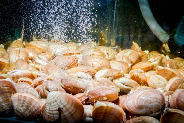 Canlı istiridyeler akvaryumda satılık geleneksel deniz ürünleri restoranında akvaryum, deniz kabukları..