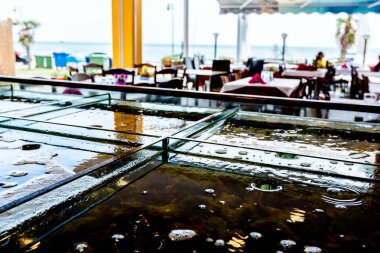 Canlı deniz hayvanları bölünmüş akvaryumlarda, geleneksel deniz ürünleri restoranlarında satılık akvaryumlar, deniz kabukları....