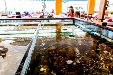 Canlı deniz hayvanları bölünmüş akvaryumlarda, geleneksel deniz ürünleri restoranlarında satılık akvaryumlar, deniz kabukları....