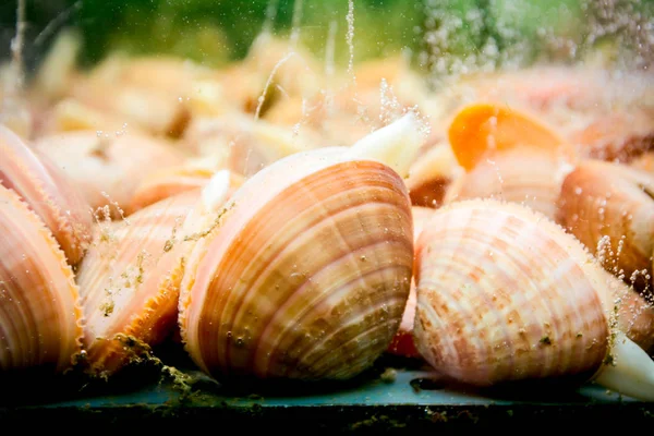 조개는 수족관에 전통적 해산물 식당의 수조에는 판매용으로 조개가 있습니다 — 스톡 사진