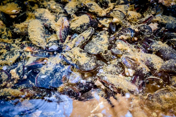 活蓝色贻贝在水族馆 坦克在传统海鲜餐馆出售 海贝壳 — 图库照片