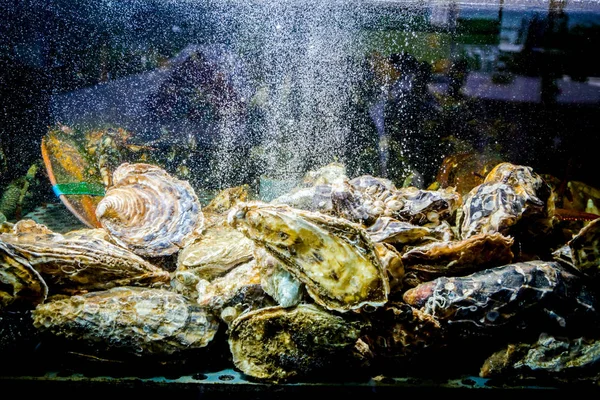 Ostras Vivas Estão Aquário Tanque Restaurante Tradicional Frutos Mar Para — Fotografia de Stock