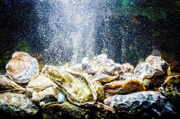 Las Ostras Vivas Están Acuario Tanque Restaurante Tradicional Mariscos Venta — Foto de Stock