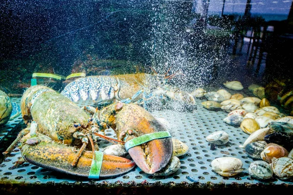 Canlı egzotik ve pahalı pençeli kerevitler akvaryumda, geleneksel deniz ürünleri restoranında satılıyorlar..