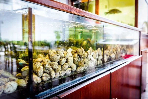 Canlı Istiridyeler Akvaryumda Satılık Geleneksel Deniz Ürünleri Restoranında Akvaryum Deniz — Stok fotoğraf