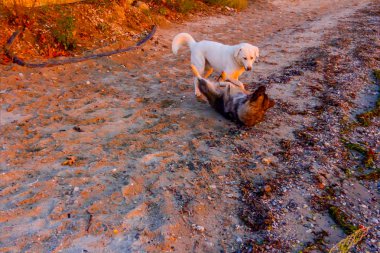 İki köpek kumlu bir plaj üzerinde erken sabah güneş, şafak rahatlatıcı.