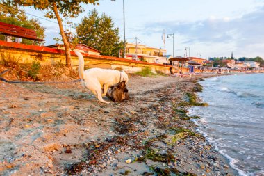 İki köpek kumlu bir plaj üzerinde erken sabah güneş, şafak rahatlatıcı.