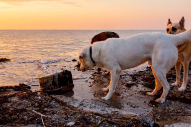 İki köpek kumlu bir plaj üzerinde erken sabah güneş, şafak rahatlatıcı.