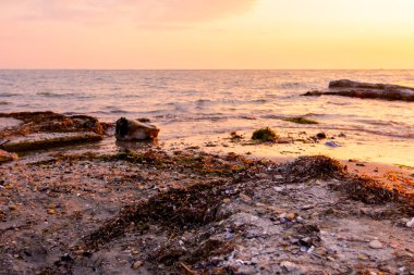 İki köpek kumlu bir plaj üzerinde erken sabah güneş, şafak rahatlatıcı.