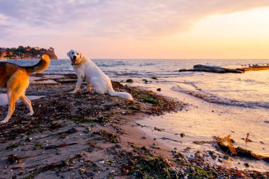 İki köpek kumlu bir plaj üzerinde erken sabah güneş, şafak rahatlatıcı.