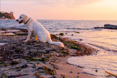 Köpek erken sabah güneş, şafak, kumlu bir plaj üzerinde rahatlatıcı.