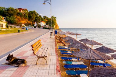 Köpek erken sabah güneş, dawn, kiremitli bir geçit üzerinde rahatlatıcı.
