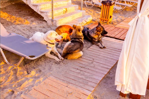 Group Dogs Relaxing Early Morning Sun Dawn Sandy Beach — Stock Photo, Image