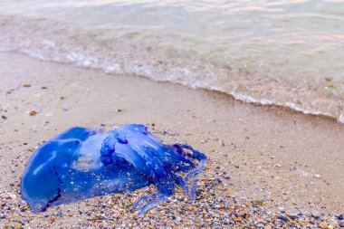 Kumlu plajda denizin kenarında ölü büyük mavi jellyfish karkas yıkanmış.