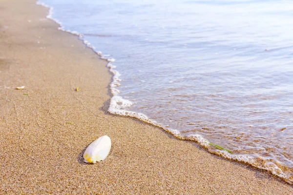 Cuttlebone Door Zee Het Strand Aangespoeld — Stockfoto