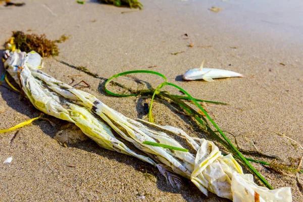Carcassa Pesce Morto Lavata Dal Mare Spiaggia Sabbiosa Con Rifiuti — Foto Stock
