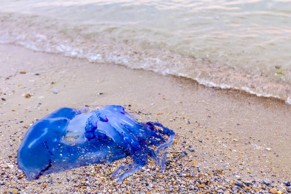 Tuszy Martwy Ogromne Niebieskie Meduzy Jest Wyrzucone Przez Morze Plażę — Zdjęcie stockowe