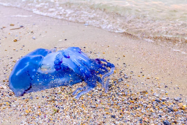 Carcasse Énormes Méduses Bleues Mortes Est Emportée Par Mer Sur — Photo
