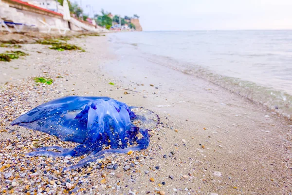 Тело Мертвой Огромной Голубой Медузы Смыто Морем Песчаном Пляже — стоковое фото
