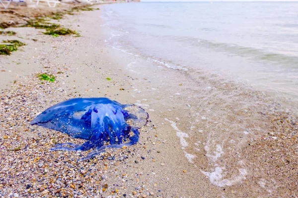 Carcassa Medusa Azzurra Enorme Morta Lavata Dal Mare Spiaggia Sabbiosa — Foto Stock