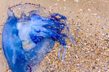 Kumlu plajda denizin kenarında ölü büyük mavi jellyfish karkas yıkanmış.