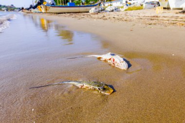 Deniz kum plajındaki karkas ile chop kanatları kapalı öldü, öldürüldü vatozu yıkanmış.