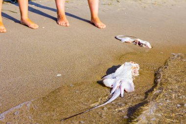 Turistler arıyoruz karkas ile chop kanatları kapalı öldü, öldürüldü vatozu yıkanmış kum plajındaki deniz kenarında.
