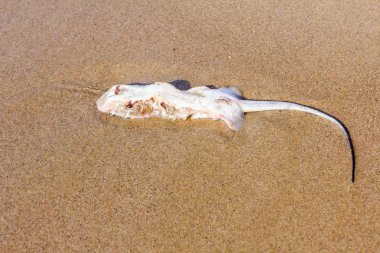 Deniz kum plajındaki karkas ile chop kanatları kapalı öldü, öldürüldü vatozu yıkanmış.