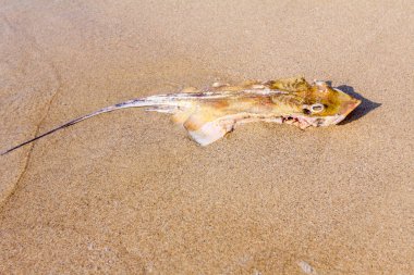 Deniz kum plajındaki karkas ile chop kanatları kapalı öldü, öldürüldü vatozu yıkanmış.