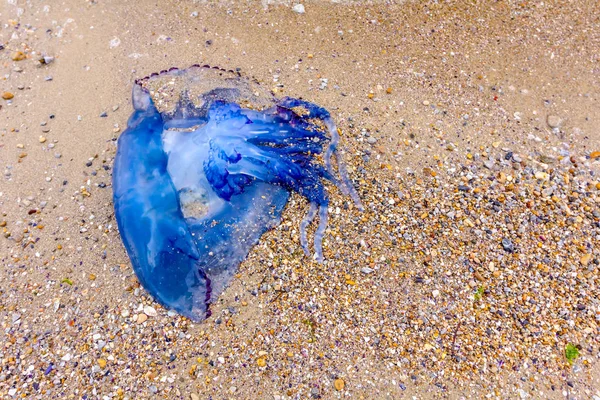 Carcassa Medusa Azzurra Enorme Morta Lavata Dal Mare Spiaggia Sabbiosa — Foto Stock