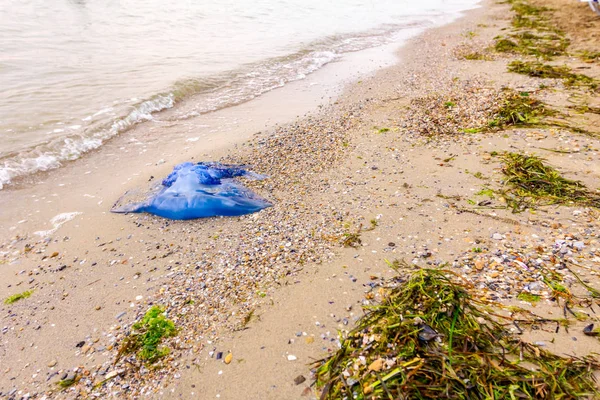 Тело Мертвой Огромной Голубой Медузы Смыто Морем Песчаном Пляже — стоковое фото