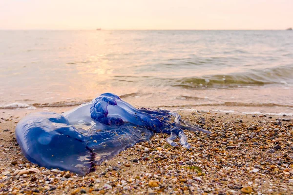 在沙滩上 死的巨大的蓝色水母被海水冲毁 — 图库照片