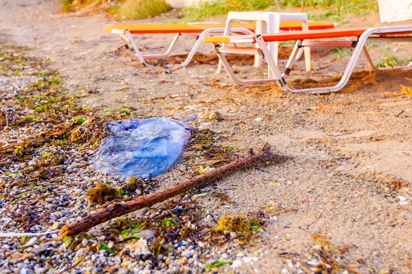 Jatečně Upravené Tělo Mrtvého Obrovské Modré Medúzy Omývá Moře Písečné — Stock fotografie