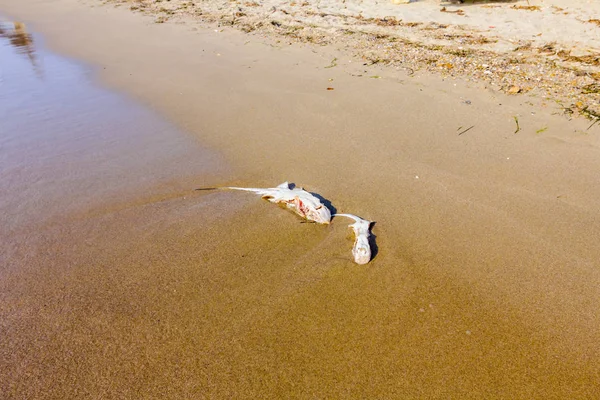 Carcass Dead Killed Stingray Chop Wings Washed Sea Sandy Beach — Stock Photo, Image