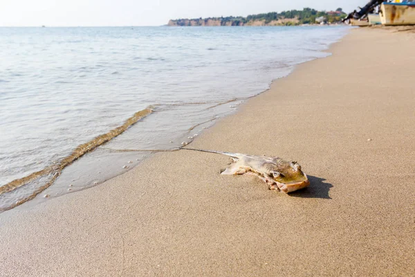 Karkas Van Dood Gedood Stingray Met Hakken Uit Vleugels Aangespoeld — Stockfoto