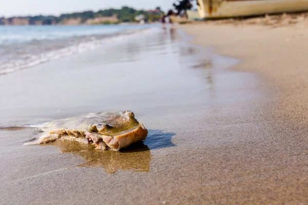 Тело Мертвого Убитого Ската Отрубленными Крыльями Смыло Море Песчаном Пляже — стоковое фото