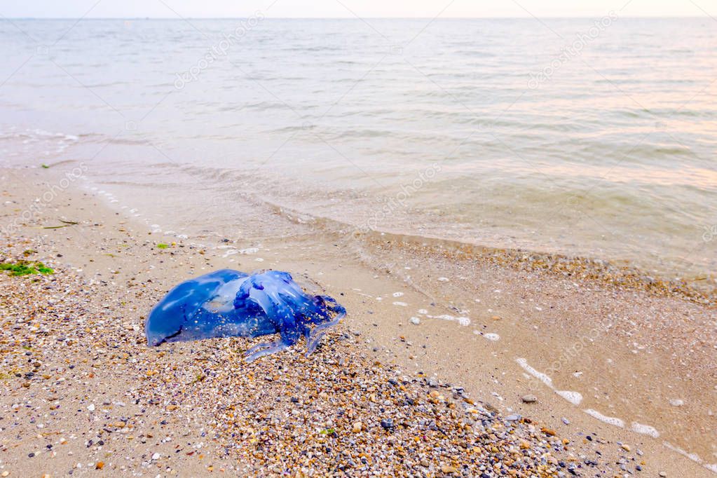 Carcass of dead huge blue jellyfish is washed up by the sea on sandy beach.