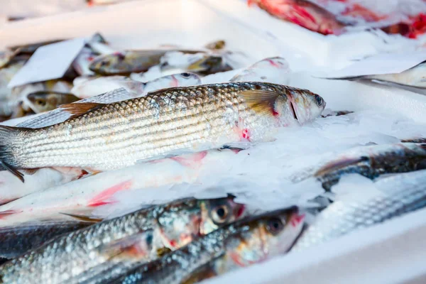 マイナス ボラ鮮魚魚屋 屋外の魚介類の市場の販売のための杭 — ストック写真