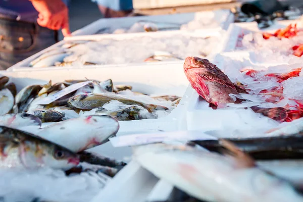 Montón Diferentes Pescados Frescos Para Venta Pescadero Mercado Mariscos Aire — Foto de Stock