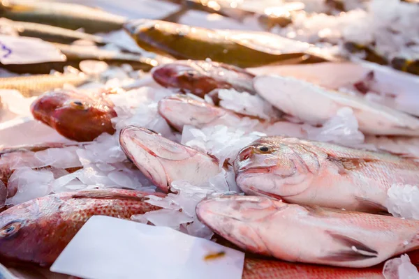 Stapel Van Verse Noord Red Snapper Vismarkt Lutjanus Campechanusfish Koop — Stockfoto