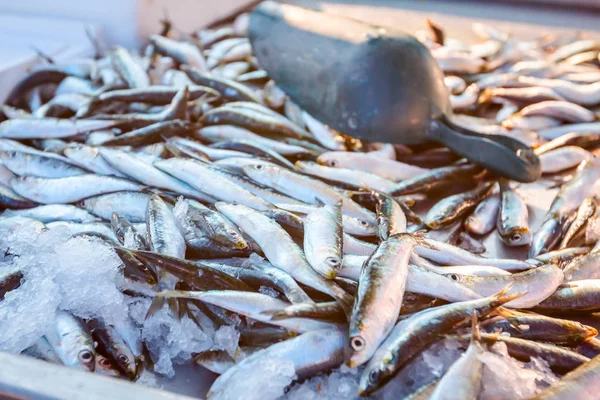 Stapel Verse Ansjovis Sardines Vissen Sardina Pilchardus Vis Koop Visboer — Stockfoto