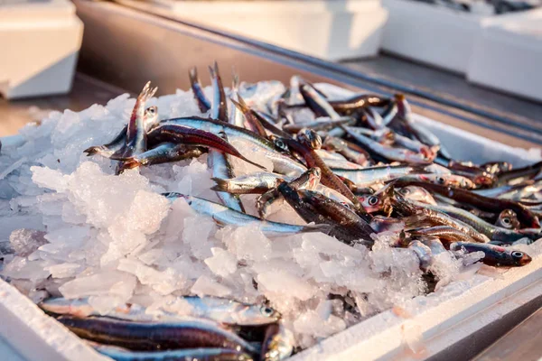 Pilha Peixe Biqueirão Europeu Fresco Para Venda Mercado Peixe Marisco — Fotografia de Stock