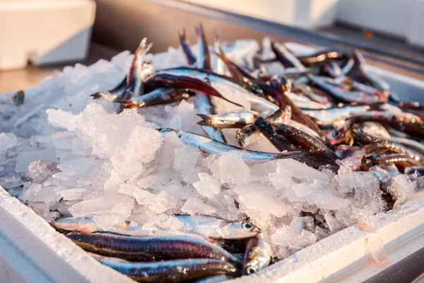 Stapel Van Verse Ansjovis Vis Koop Visboer Buiten Vismarkt — Stockfoto